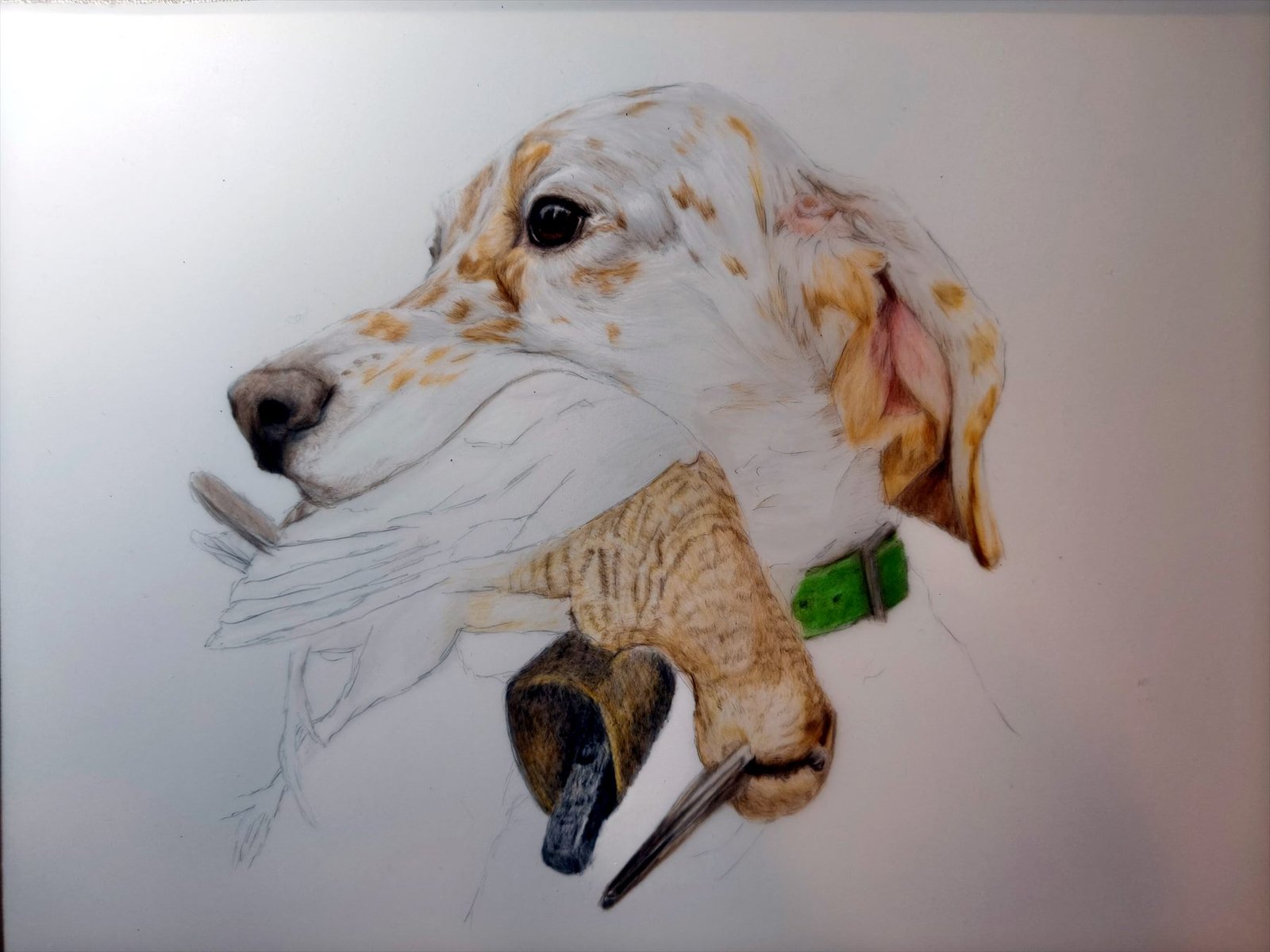 Retrato inacabado de un galgo con una becada, obra en proceso